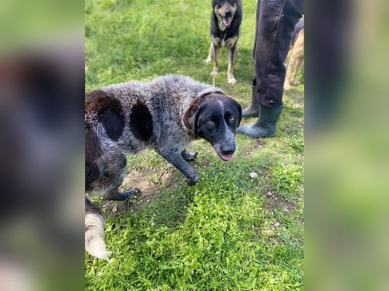 Gina, sensible Seele auf der Suche nach einem liebevollen Zuhause!