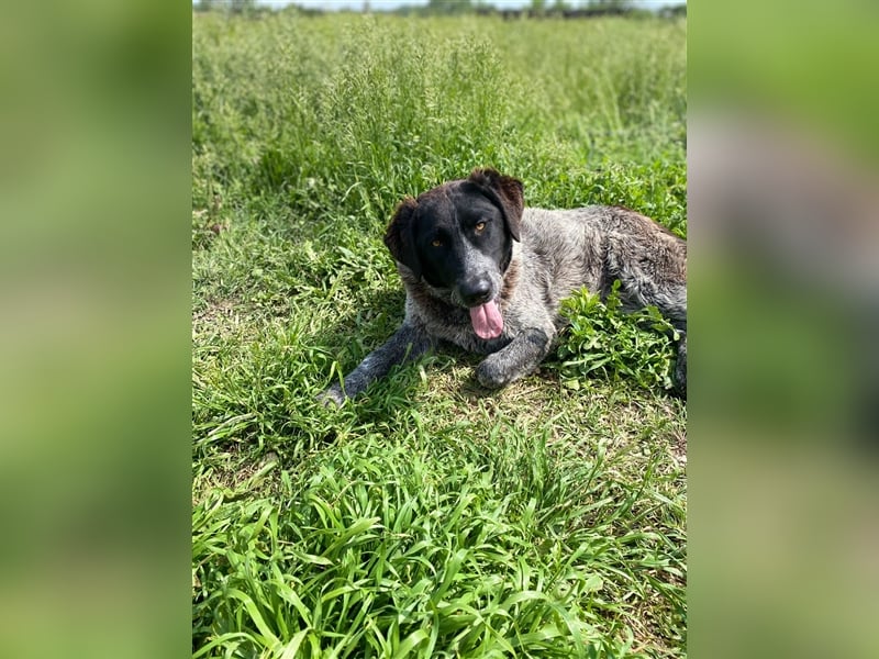 Gina, sensible Seele auf der Suche nach einem liebevollen Zuhause!