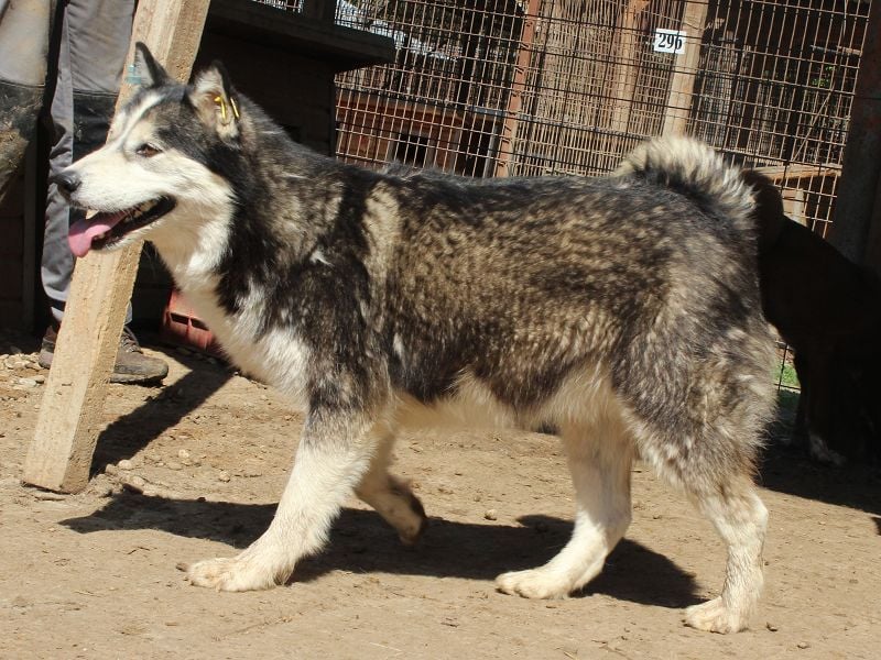 ♥SCARLETT♥ total verschmuste und menschenbezogene Frohnatur - eine echte Husky-Mix-Traumhündin 52 cm