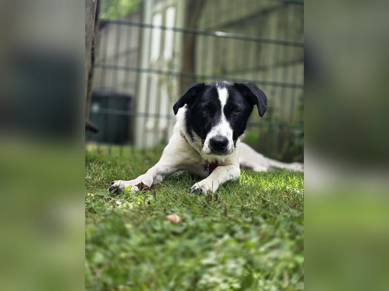 ♥HOPE♥ neu auf Pflegestelle bei Köln - anhängliche, fröhliche und aktive Hündin 55 cm