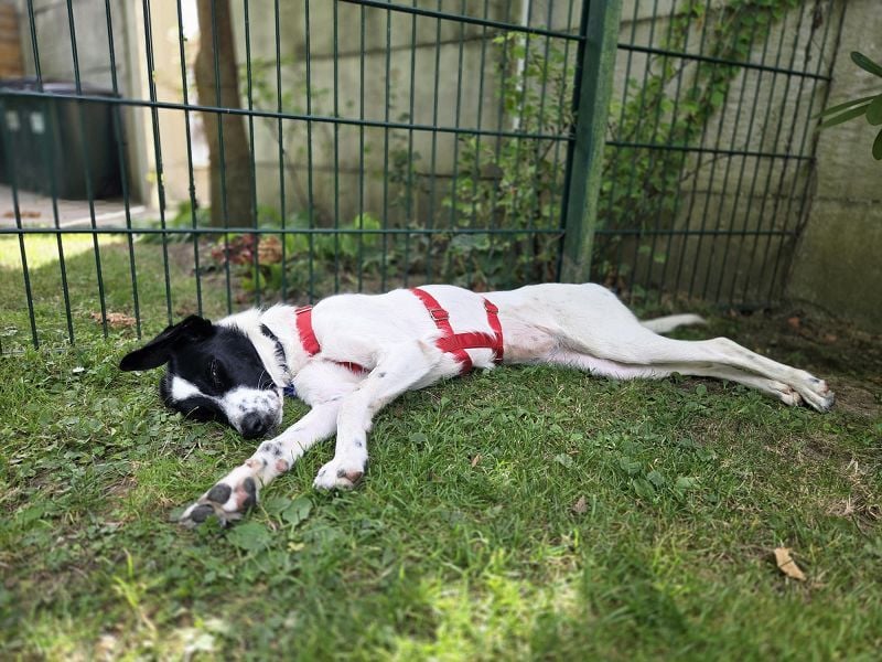 ♥HOPE♥ neu auf Pflegestelle bei Köln - anhängliche, fröhliche und aktive Hündin 55 cm