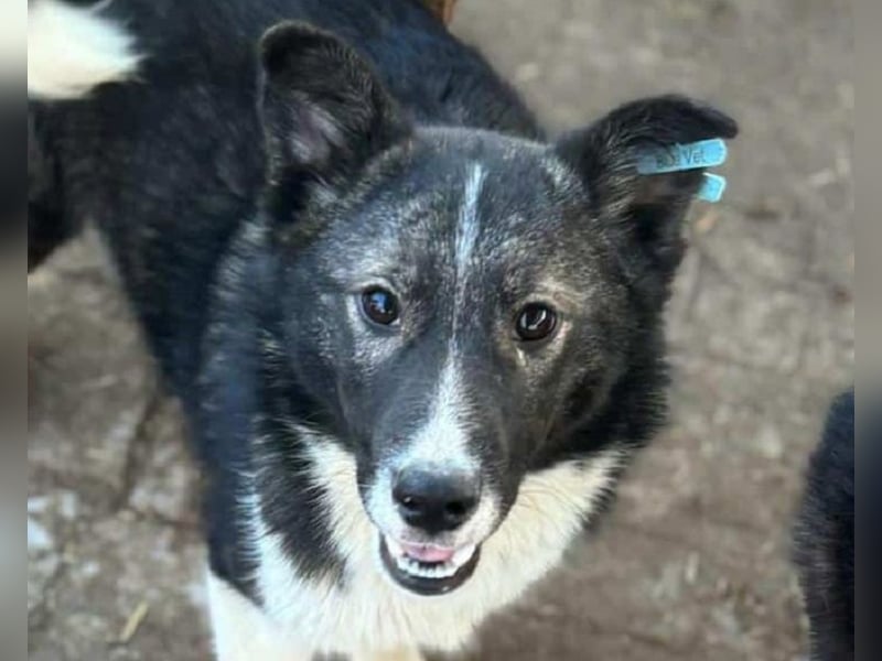 ♥NINCHEN♥ sehr zutrauliche Husky-Mix-Junghündin, die an uns Menschen sehr interessiert ist 44 cm