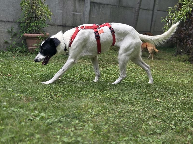 ♥HOPE♥ neu auf Pflegestelle bei Köln - anhängliche, fröhliche und aktive Hündin 55 cm