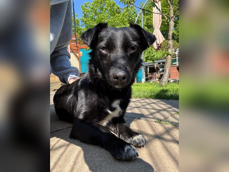 ♥BIBI♥ neu auf Pflegest. bei Köln -zuckersüße, liebe, schwarze kleine Maus mit weißen Pfötchen 31cm