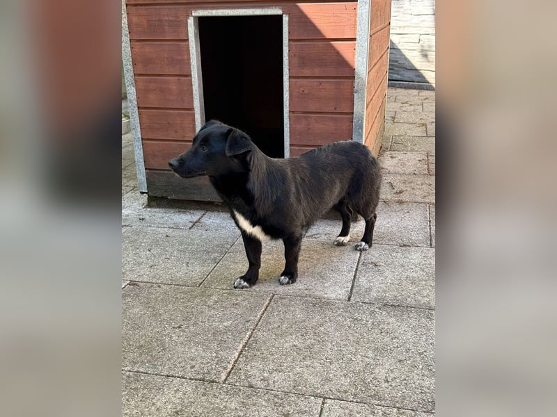 ♥BIBI♥ neu auf Pflegest. bei Köln -zuckersüße, liebe, schwarze kleine Maus mit weißen Pfötchen 31cm