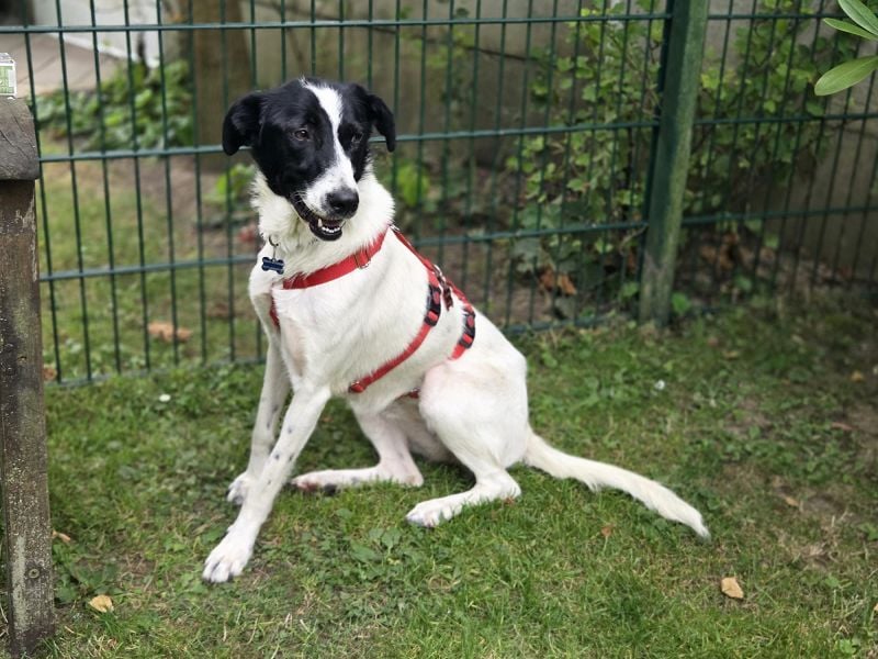 ♥HOPE♥ neu auf Pflegestelle bei Köln - anhängliche, fröhliche und aktive Hündin 55 cm