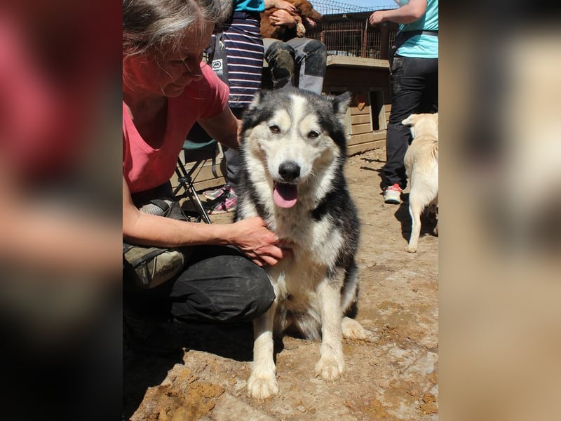 ♥SCARLETT♥ total verschmuste und menschenbezogene Frohnatur - eine echte Husky-Mix-Traumhündin 52 cm