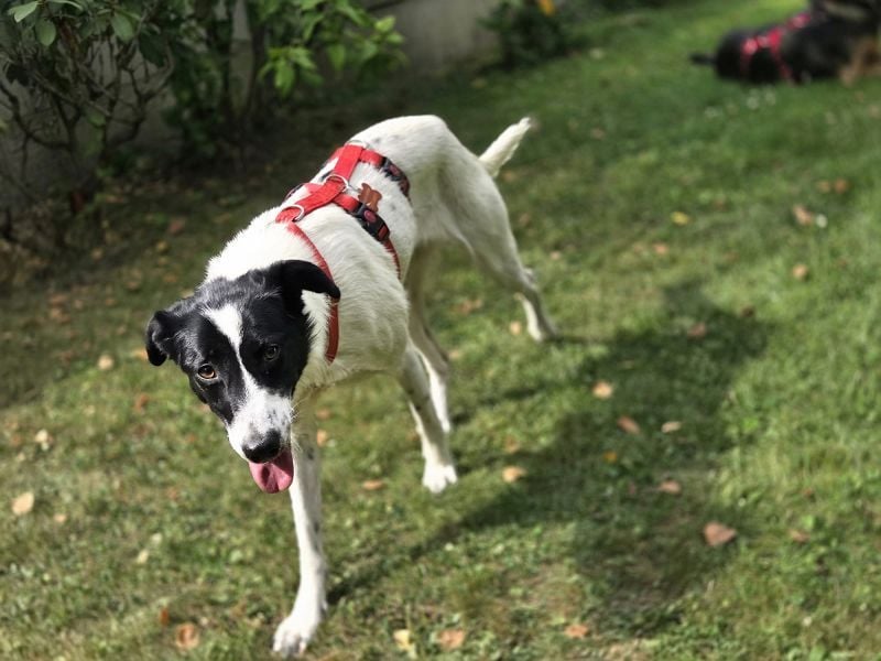 ♥HOPE♥ neu auf Pflegestelle bei Köln - anhängliche, fröhliche und aktive Hündin 55 cm