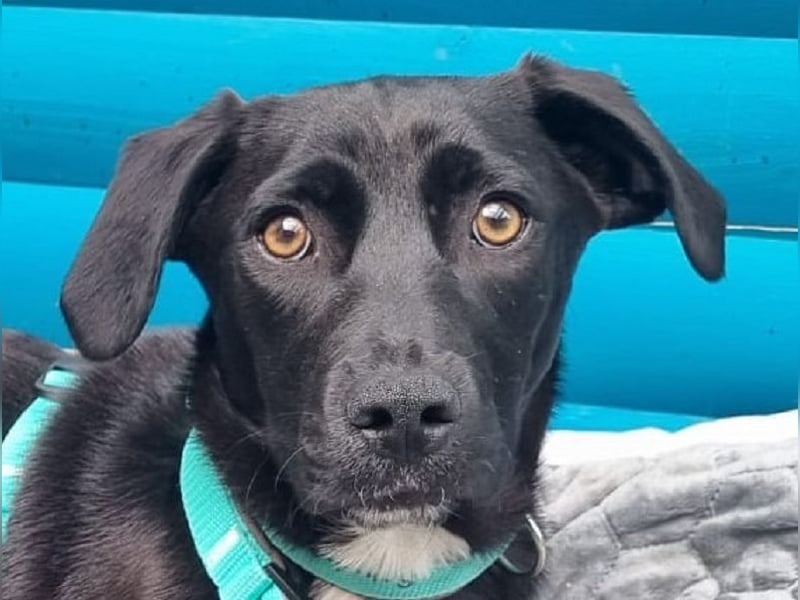 ♥MONA♥ neu auf Pflegestelle bei Köln -süße, noch etwas vorsichtige liebe Maus 38 cm (wachsend)