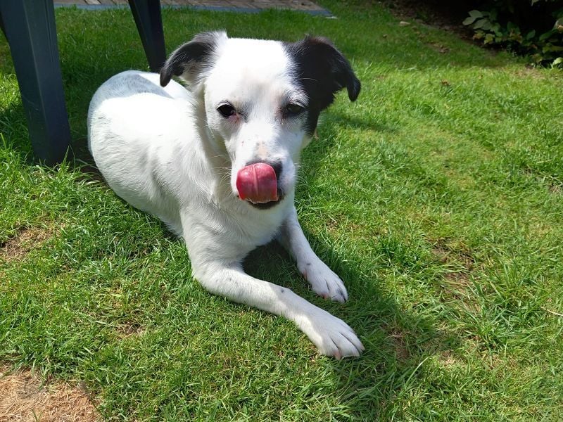 ♥SUNNY♥ auf Pflegestelle bei Leverkusen - niedliche, verschmuste, fröhliche kleine Zuckermaus 34cm