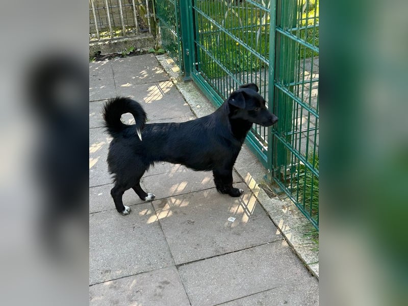 ♥BIBI♥ neu auf Pflegest. bei Köln -zuckersüße, liebe, schwarze kleine Maus mit weißen Pfötchen 31cm