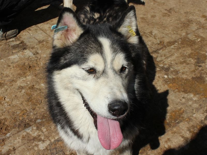 ♥SCARLETT♥ total verschmuste und menschenbezogene Frohnatur - eine echte Husky-Mix-Traumhündin 52 cm
