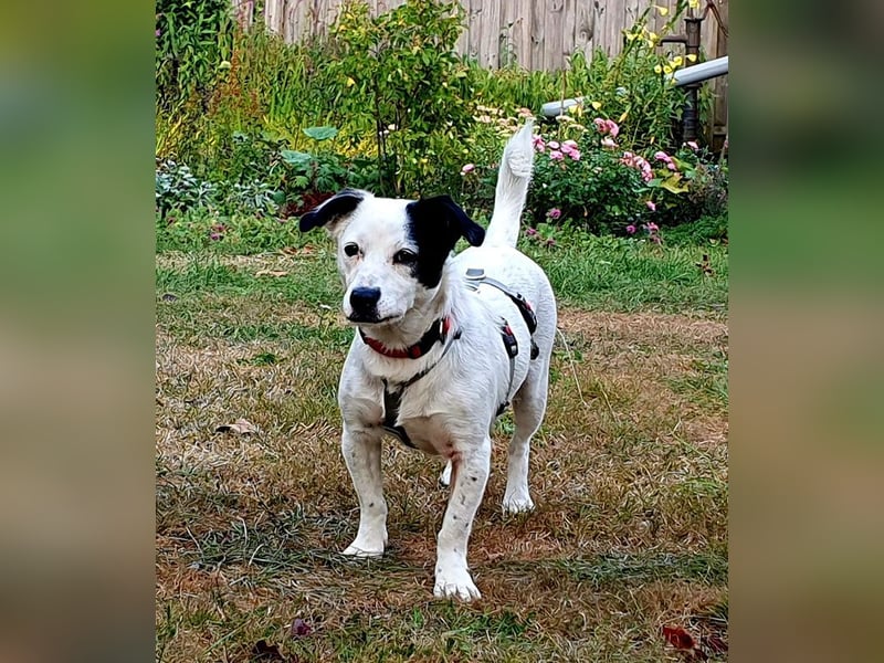 ♥SUNNY♥ auf Pflegestelle bei Leverkusen - niedliche, verschmuste, fröhliche kleine Zuckermaus 34cm