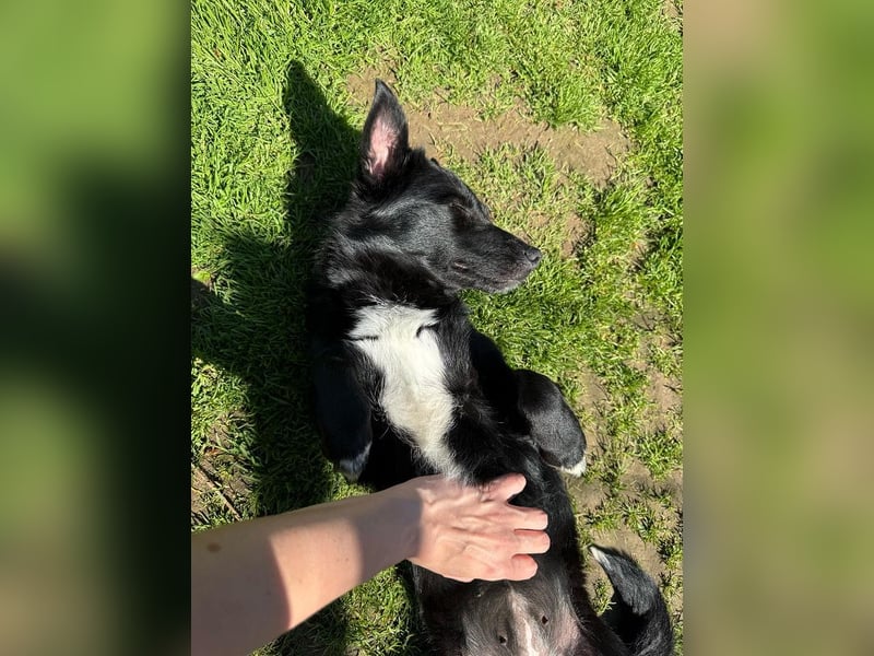 ♥BIBI♥ neu auf Pflegest. bei Köln -zuckersüße, liebe, schwarze kleine Maus mit weißen Pfötchen 31cm