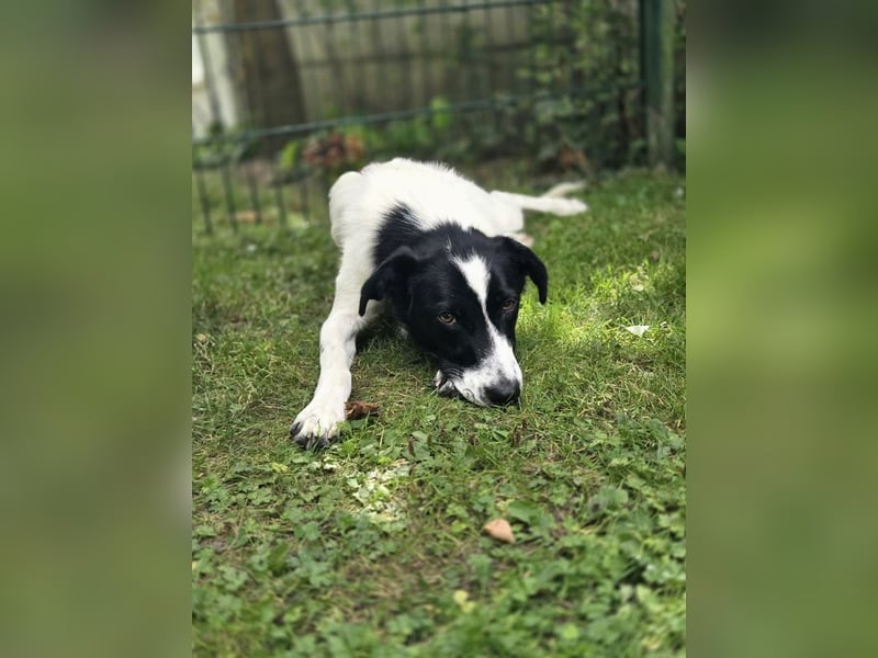 ♥HOPE♥ neu auf Pflegestelle bei Köln - anhängliche, fröhliche und aktive Hündin 55 cm