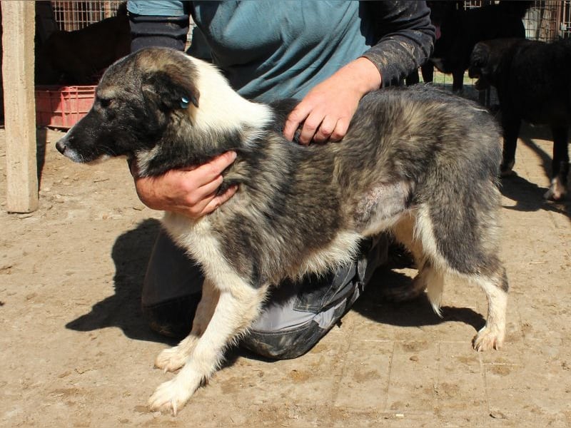 ♥NINCHEN♥ sehr zutrauliche Husky-Mix-Junghündin, die an uns Menschen sehr interessiert ist 44 cm