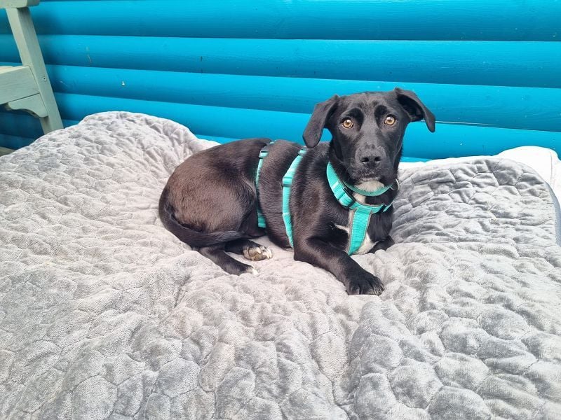 ♥MONA♥ neu auf Pflegestelle bei Köln -süße, noch etwas vorsichtige liebe Maus 38 cm (wachsend)