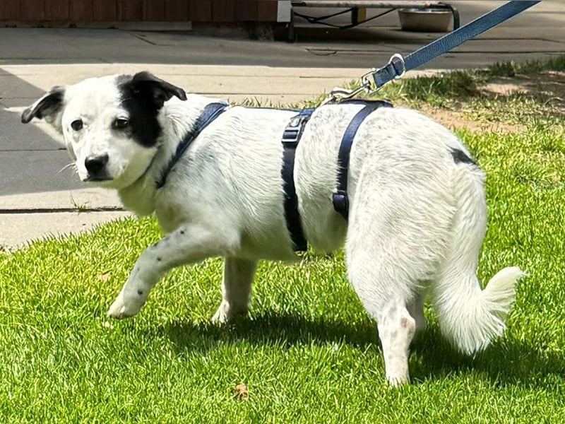 ♥SUNNY♥ auf Pflegestelle bei Leverkusen - niedliche, verschmuste, fröhliche kleine Zuckermaus 34cm