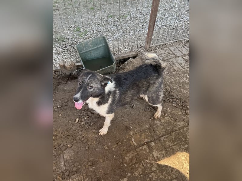 ♥NINCHEN♥ sehr zutrauliche Husky-Mix-Junghündin, die an uns Menschen sehr interessiert ist 44 cm