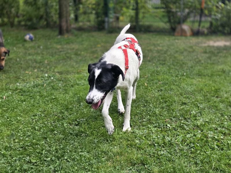 ♥HOPE♥ neu auf Pflegestelle bei Köln - anhängliche, fröhliche und aktive Hündin 55 cm