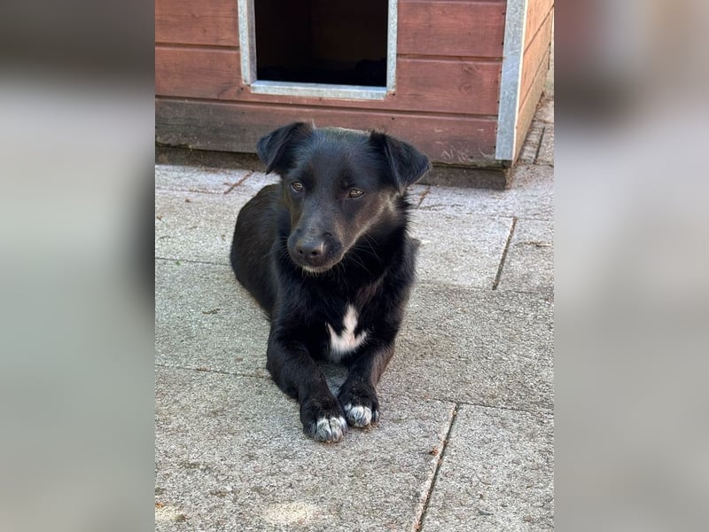 ♥BIBI♥ neu auf Pflegest. bei Köln -zuckersüße, liebe, schwarze kleine Maus mit weißen Pfötchen 31cm