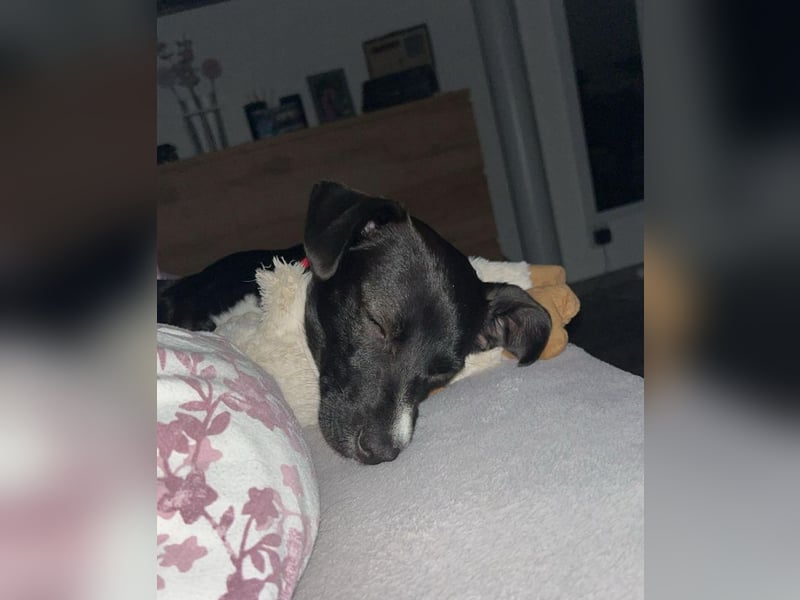 ♥LUISA♥ verliert ihr Zuhause bei Osnabrück - zuckersüßer verspielter Fratz 34 cm