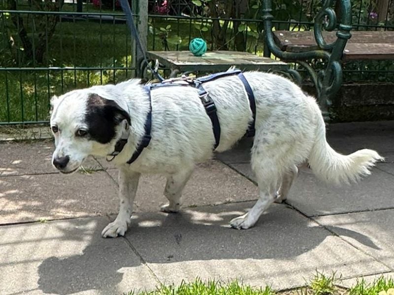 ♥SUNNY♥ auf Pflegestelle bei Leverkusen - niedliche, verschmuste, fröhliche kleine Zuckermaus 34cm