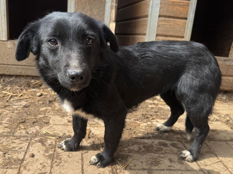 ♥BIBI♥ ab Ende Apr auf PS bei Köln -zuckersüße, liebe, schwarze kleine Maus mit weißen Pfötchen 33cm