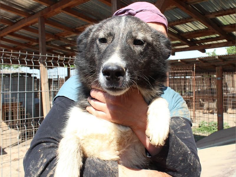 ♥NINCHEN♥ sehr zutrauliche Husky-Mix-Junghündin, die an uns Menschen sehr interessiert ist 44 cm