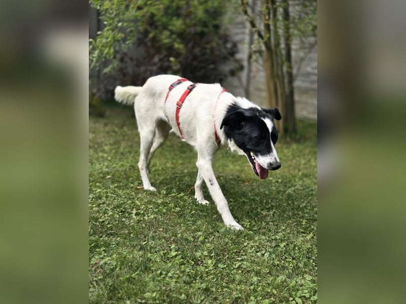 ♥HOPE♥ neu auf Pflegestelle bei Köln - anhängliche, fröhliche und aktive Hündin 55 cm