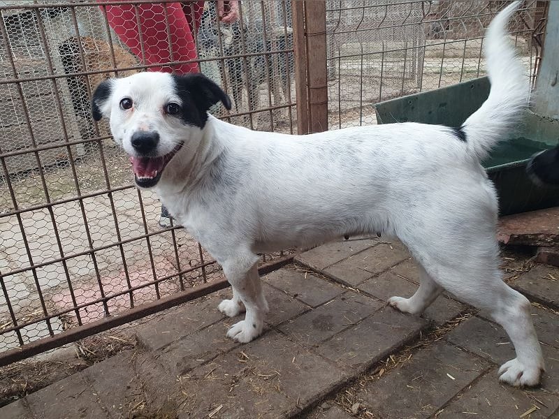 ♥SUNNY♥ neu auf Pflegestelle bei Leverkusen - zierliche, verschmuste, sanfte kleine Zuckermaus 36 cm