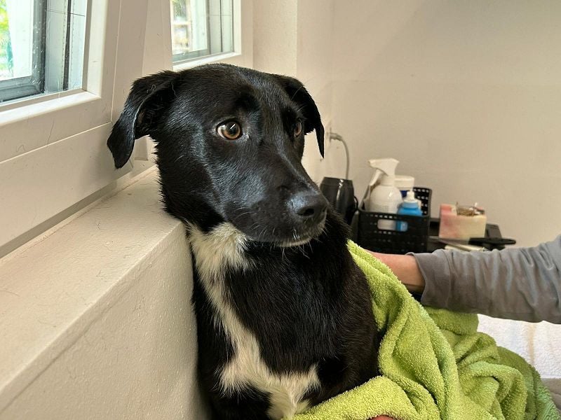 ♥MONA♥ neu auf Pflegestelle bei Köln -süße, noch etwas vorsichtige liebe Maus 38 cm (wachsend)