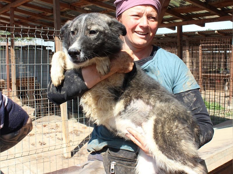 ♥NINCHEN♥ sehr zutrauliche Husky-Mix-Junghündin, die an uns Menschen sehr interessiert ist 44 cm