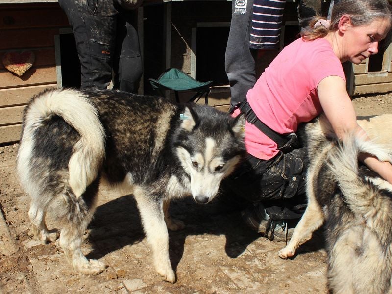 ♥SCARLETT♥ total verschmuste und menschenbezogene Frohnatur - eine echte Husky-Mix-Traumhündin 52 cm