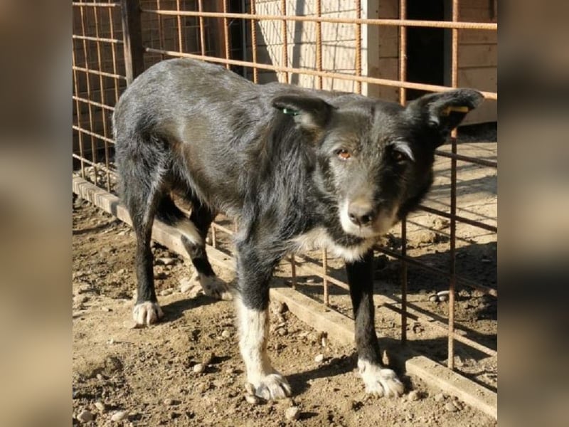 ♥HEDDA♥ ab 31. Mai auf Pflegest bei Köln-berührende ältere Hündin,die müde und resigniert wirkt 50cm
