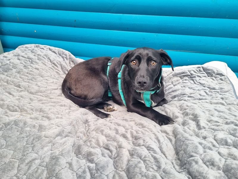 ♥MONA♥ neu auf Pflegestelle bei Köln -süße, noch etwas vorsichtige liebe Maus 38 cm (wachsend)