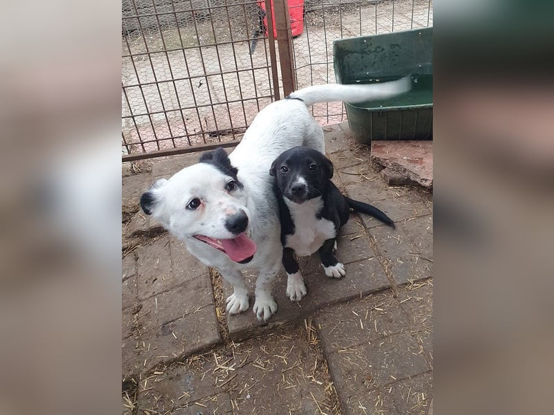 ♥SUNNY♥ neu auf Pflegestelle bei Leverkusen - zierliche, verschmuste, sanfte kleine Zuckermaus 36 cm