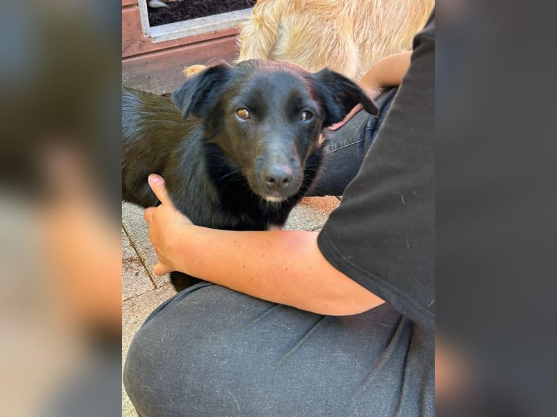 ♥BIBI♥ neu auf Pflegest. bei Köln -zuckersüße, liebe, schwarze kleine Maus mit weißen Pfötchen 31cm