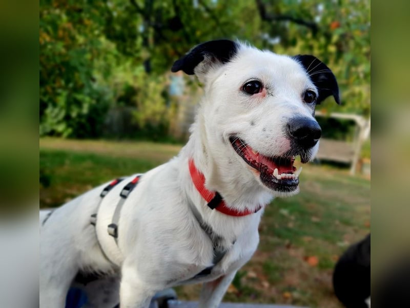 ♥SUNNY♥ auf Pflegestelle bei Leverkusen - niedliche, verschmuste, fröhliche kleine Zuckermaus 34cm