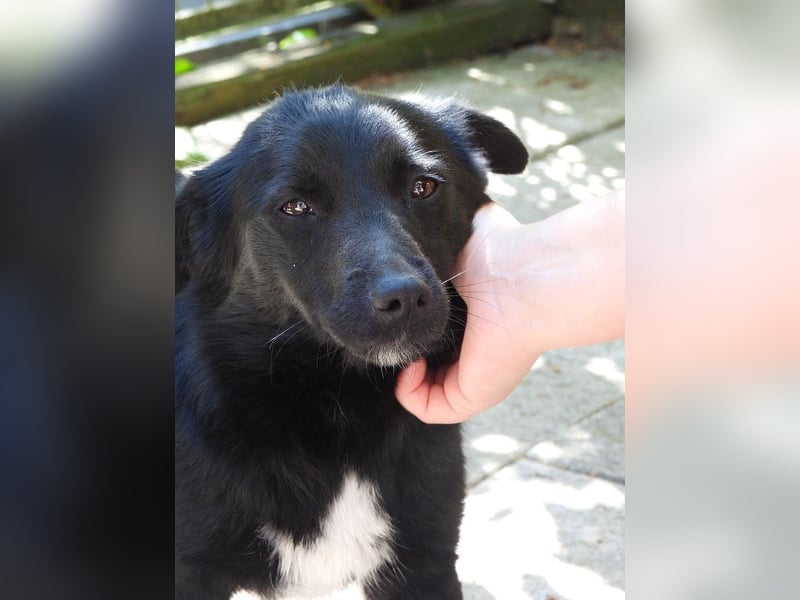 ♥BIBI♥ neu auf Pflegest. bei Köln -zuckersüße, liebe, schwarze kleine Maus mit weißen Pfötchen 31cm