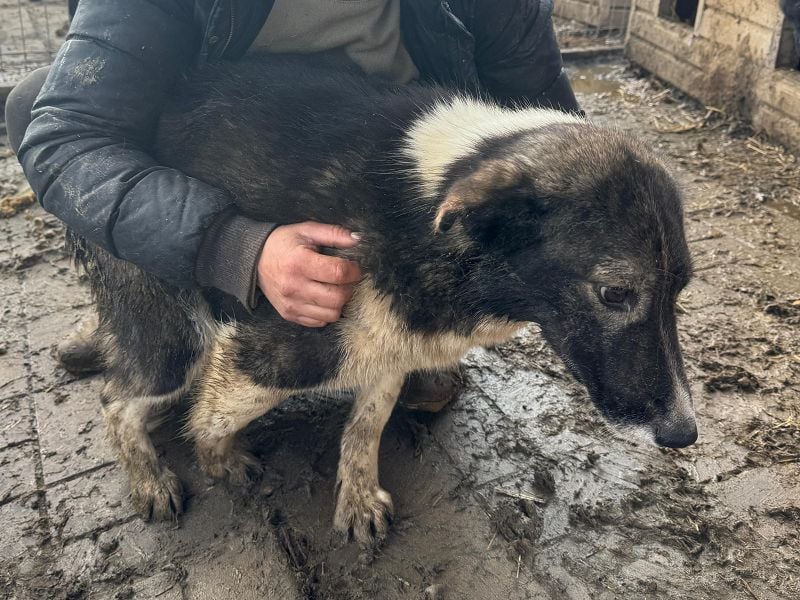 ♥NINCHEN♥ sehr zutrauliche und menschenbezogene Husky-Mix-Hündin 44 cm