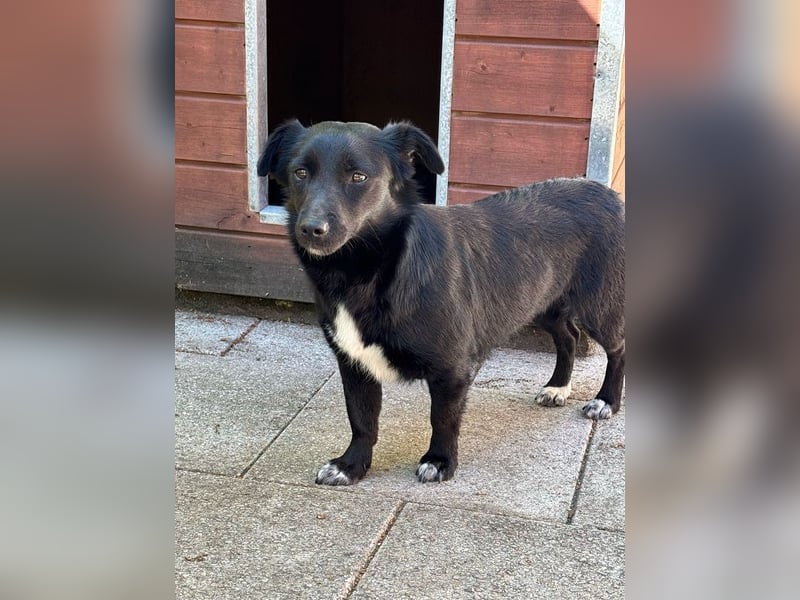 ♥BIBI♥ neu auf Pflegest. bei Köln -zuckersüße, liebe, schwarze kleine Maus mit weißen Pfötchen 31cm