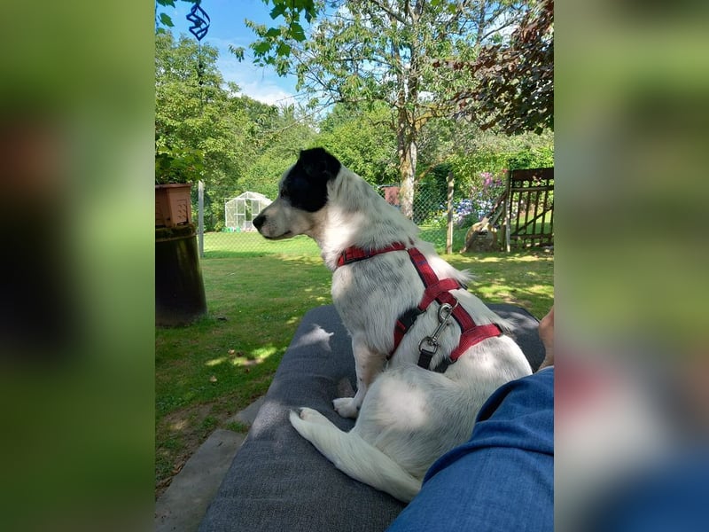 ♥SUNNY♥ auf Pflegestelle bei Leverkusen - niedliche, verschmuste, fröhliche kleine Zuckermaus 34cm