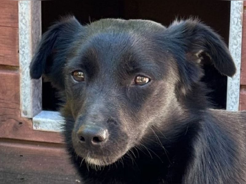 ♥BIBI♥ neu auf Pflegest. bei Köln -zuckersüße, liebe, schwarze kleine Maus mit weißen Pfötchen 31cm