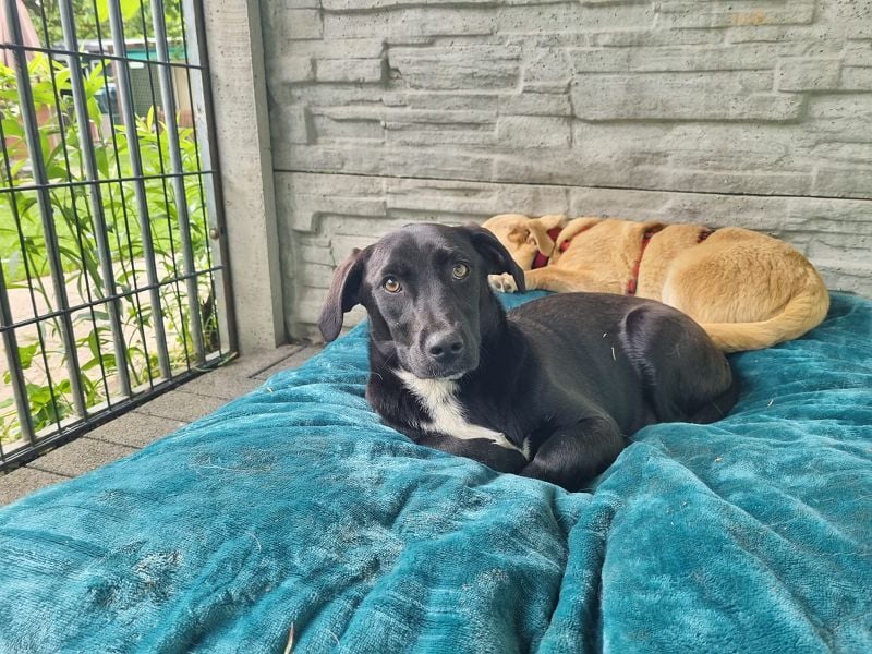 ♥MONA♥ neu auf Pflegestelle bei Köln -süße, noch etwas vorsichtige liebe Maus 38 cm (wachsend)