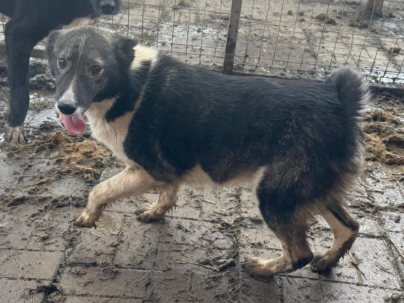 ♥NINCHEN♥ sehr zutrauliche und menschenbezogene Husky-Mix-Hündin 44 cm