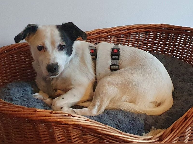 ♥SUNNY♥ auf Pflegestelle bei Leverkusen - niedliche, verschmuste, fröhliche kleine Zuckermaus 34cm