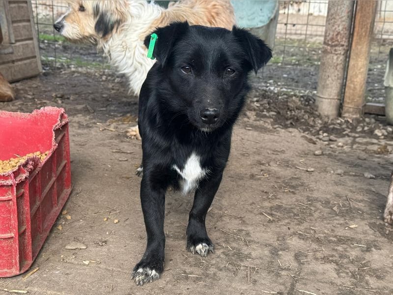 ♥BIBI♥ ab Ende Apr auf PS bei Köln -zuckersüße, liebe, schwarze kleine Maus mit weißen Pfötchen 33cm