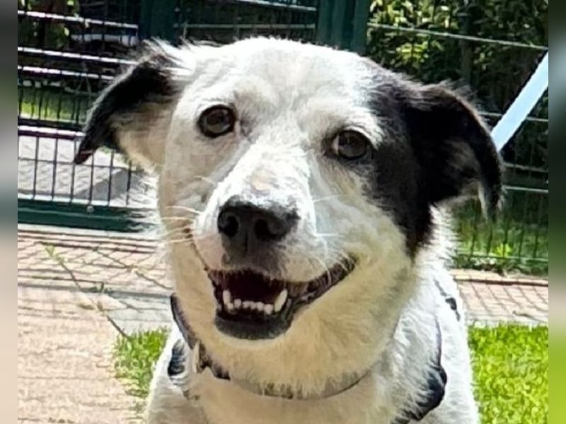 ♥SUNNY♥ auf Pflegestelle bei Leverkusen - niedliche, verschmuste, fröhliche kleine Zuckermaus 34cm