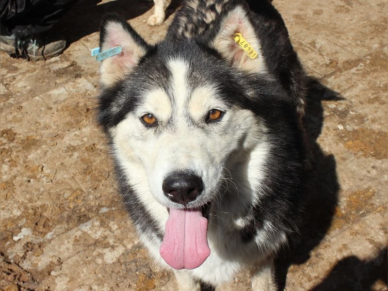 ♥SCARLETT♥ total verschmuste und menschenbezogene Frohnatur - eine echte Husky-Mix-Traumhündin 52 cm